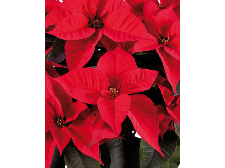 Close-up of vibrant red poinsettia flowers with dark green leaves.