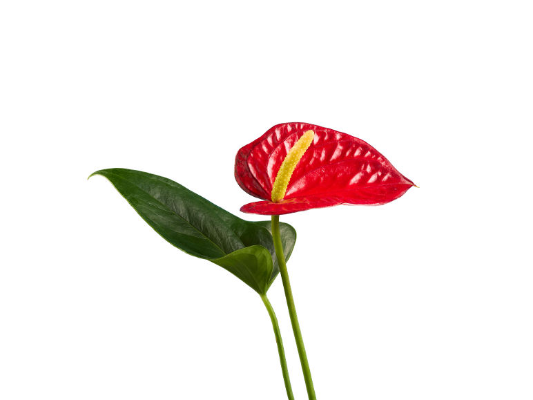 A red anthurium flower with a yellow spadix and a green leaf on a black background.