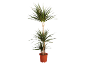 Dracaena plant in a brown pot