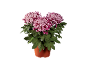 Pink and purple chrysanthemums in a terracotta pot.