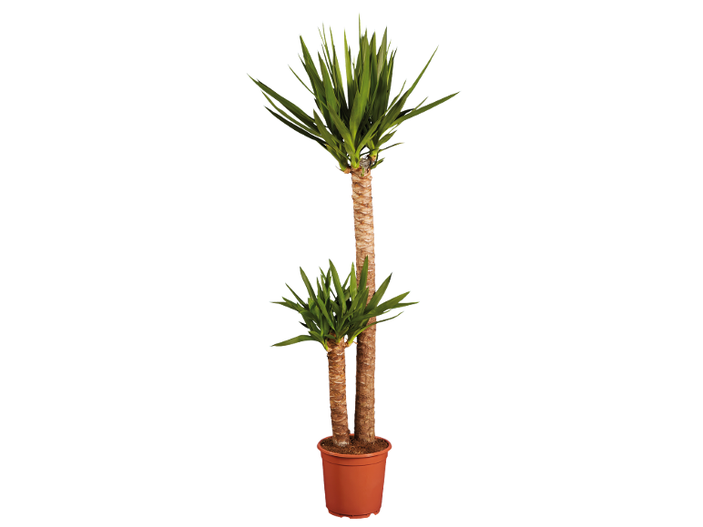 Potted yucca plant with two trunks and green leaves.