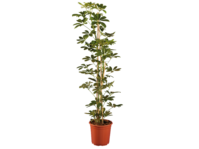 Green indoor plant in a brown terracotta pot.