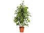 Indoor plant in brown pot