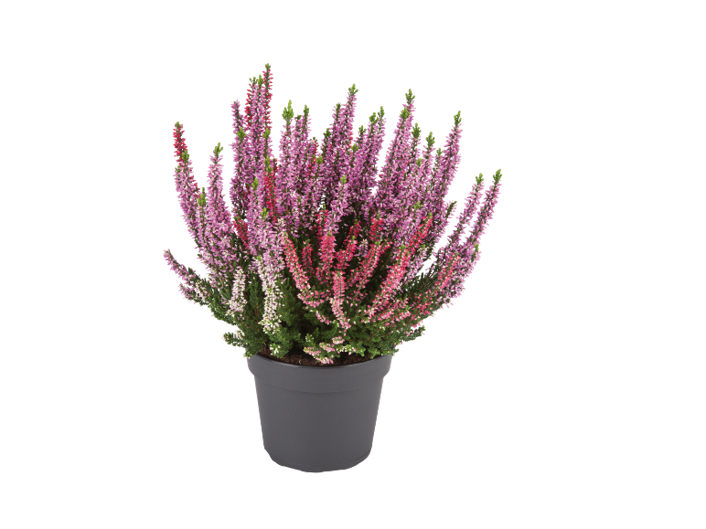 Heather plant in grey pot with pink and purple flowers