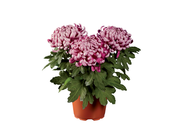 Pink and purple chrysanthemums in a terracotta pot.