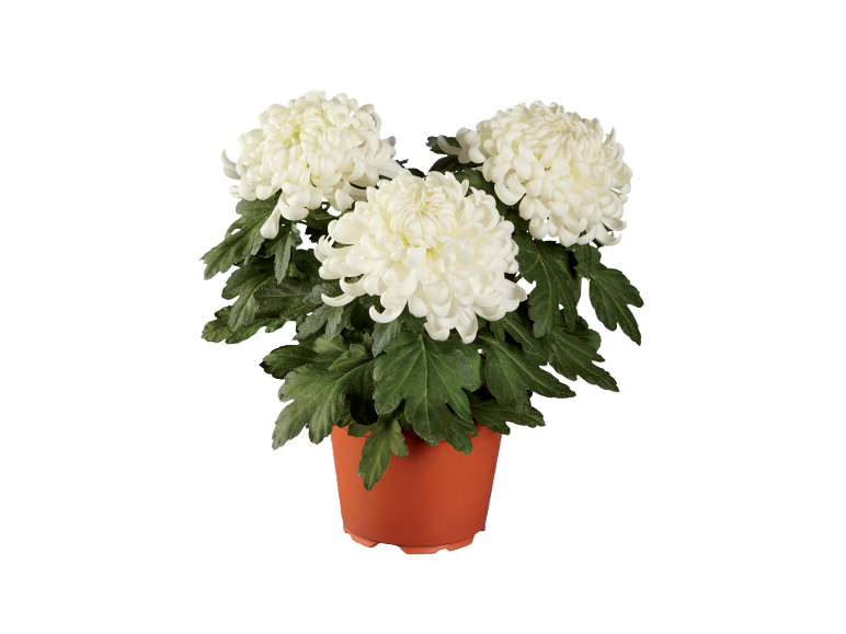 White chrysanthemums in a terracotta pot
