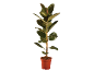 Rubber plant in a brown terracotta pot on a black background.