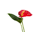 A red anthurium flower with a yellow spadix and a green leaf on a black background.