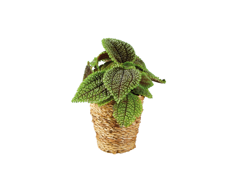 Indoor plant with green, textured leaves in a woven pot.