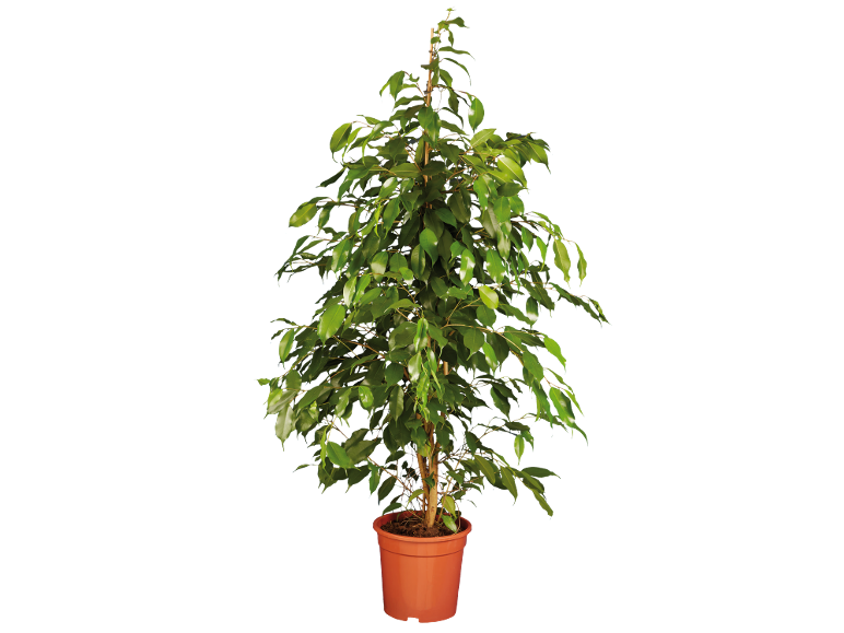 Indoor plant in brown pot