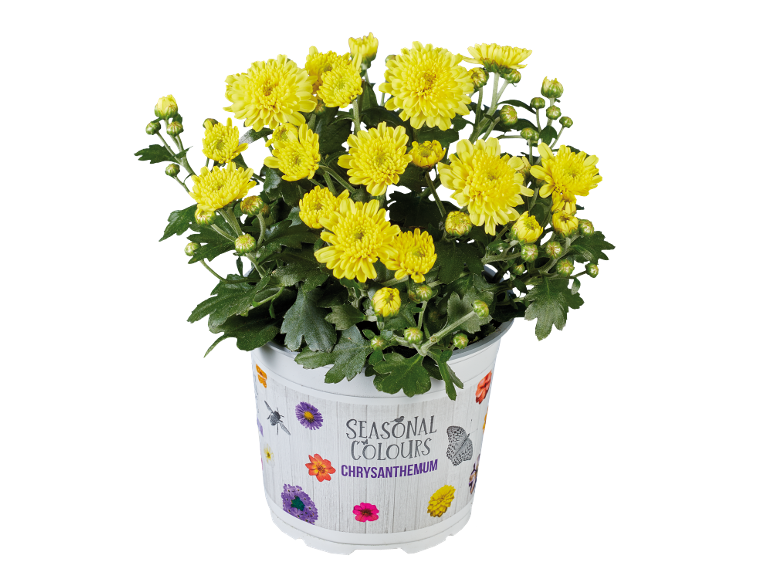 Potted yellow chrysanthemum plant with green leaves, in a white pot with floral and insect decorations.