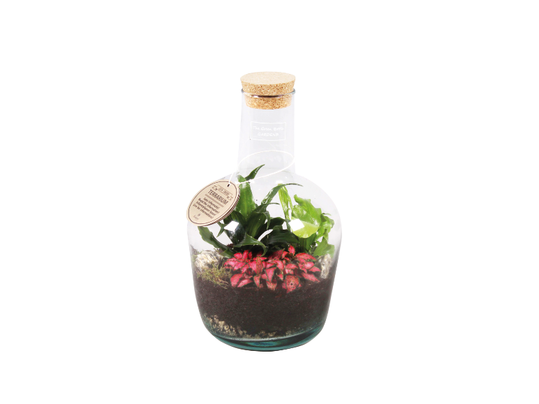 Glass terrarium with green and red plants, cork stopper, and a wooden tag.