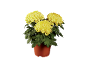Three bright yellow chrysanthemums in a terracotta pot.