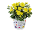 Potted yellow chrysanthemum plant with green leaves, in a white pot with floral and insect decorations.
