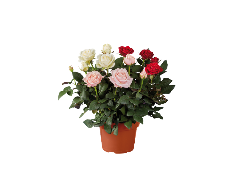 Potted rose plant with white, pink, and red blooms on a black background.