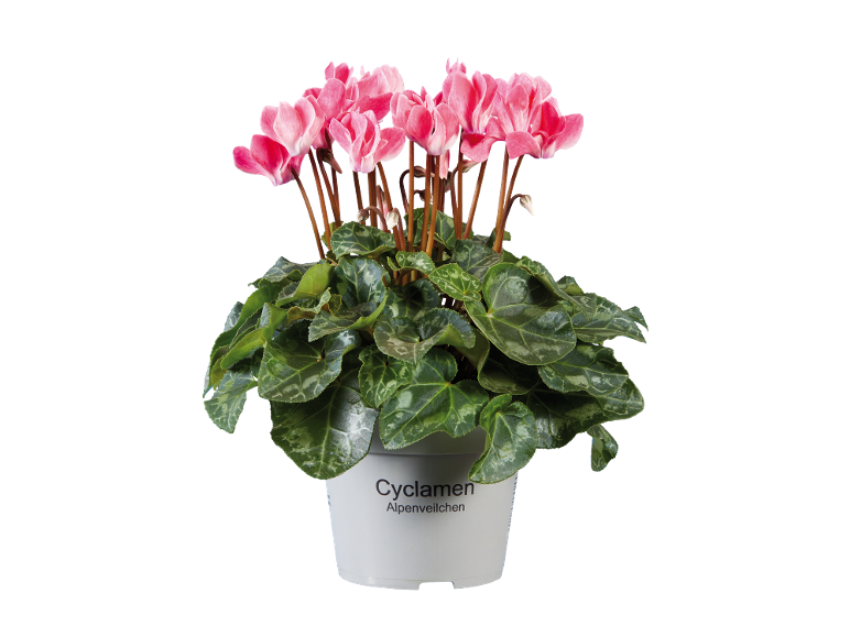 Pink cyclamen in a white pot with the text 'Cyclamen Alpenveilchen'.