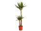 Potted yucca plant with two trunks and green leaves.