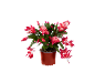 Red Christmas cactus plant in brown pot.