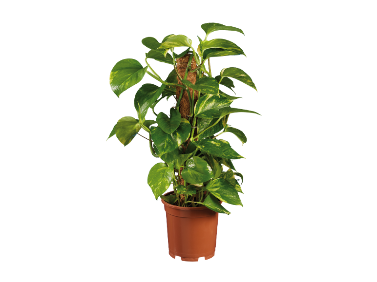 Green and yellow pothos houseplant in a brown pot.
