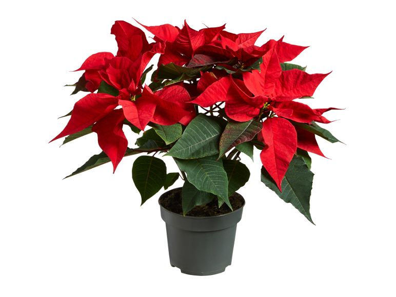 Red poinsettia in grey pot