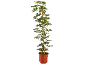 Green indoor plant in a brown terracotta pot.