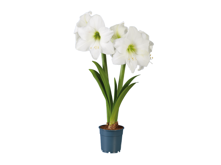 White amaryllis in blue pot.