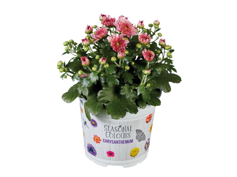 Pink chrysanthemum in a white pot with floral and butterfly decorations.