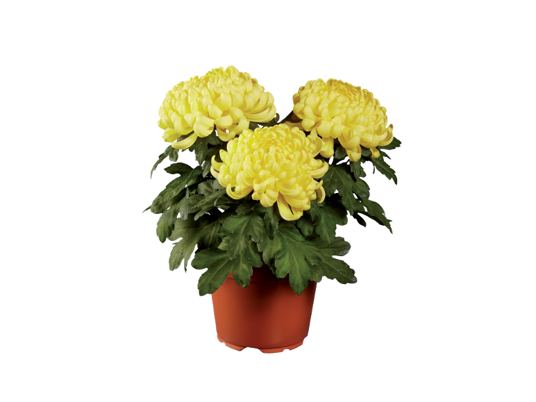 Three bright yellow chrysanthemums in a terracotta pot.