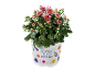 Pink chrysanthemum in a white pot with floral and butterfly decorations.