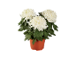 White chrysanthemums in a terracotta pot