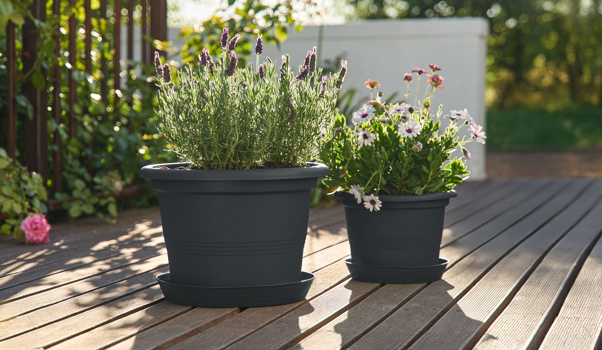 Two dark grey planters with lavender and white flowers on a wooden deck in sunlight.