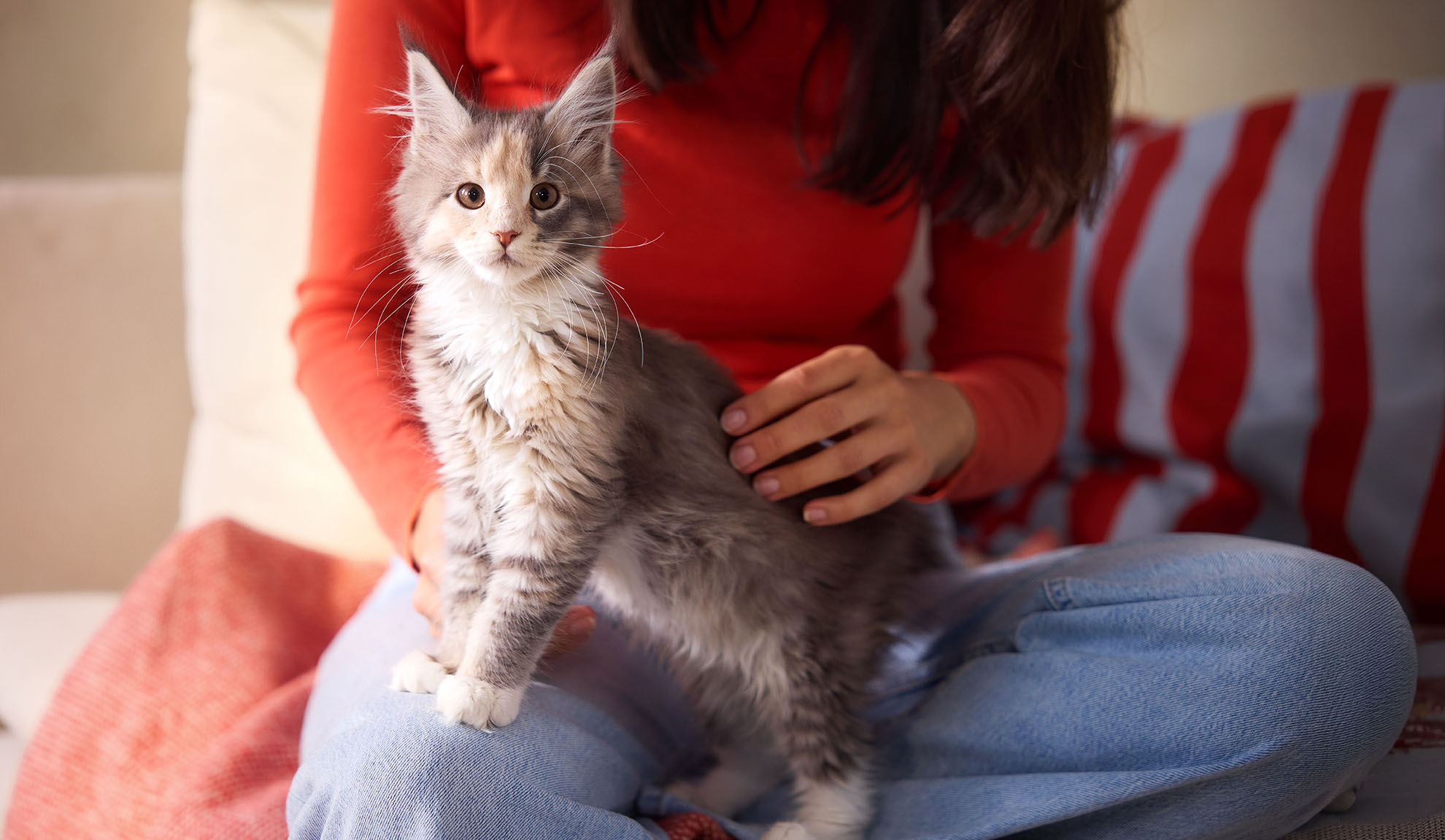Fluffy kitten sits on a lap while a woman pets it.