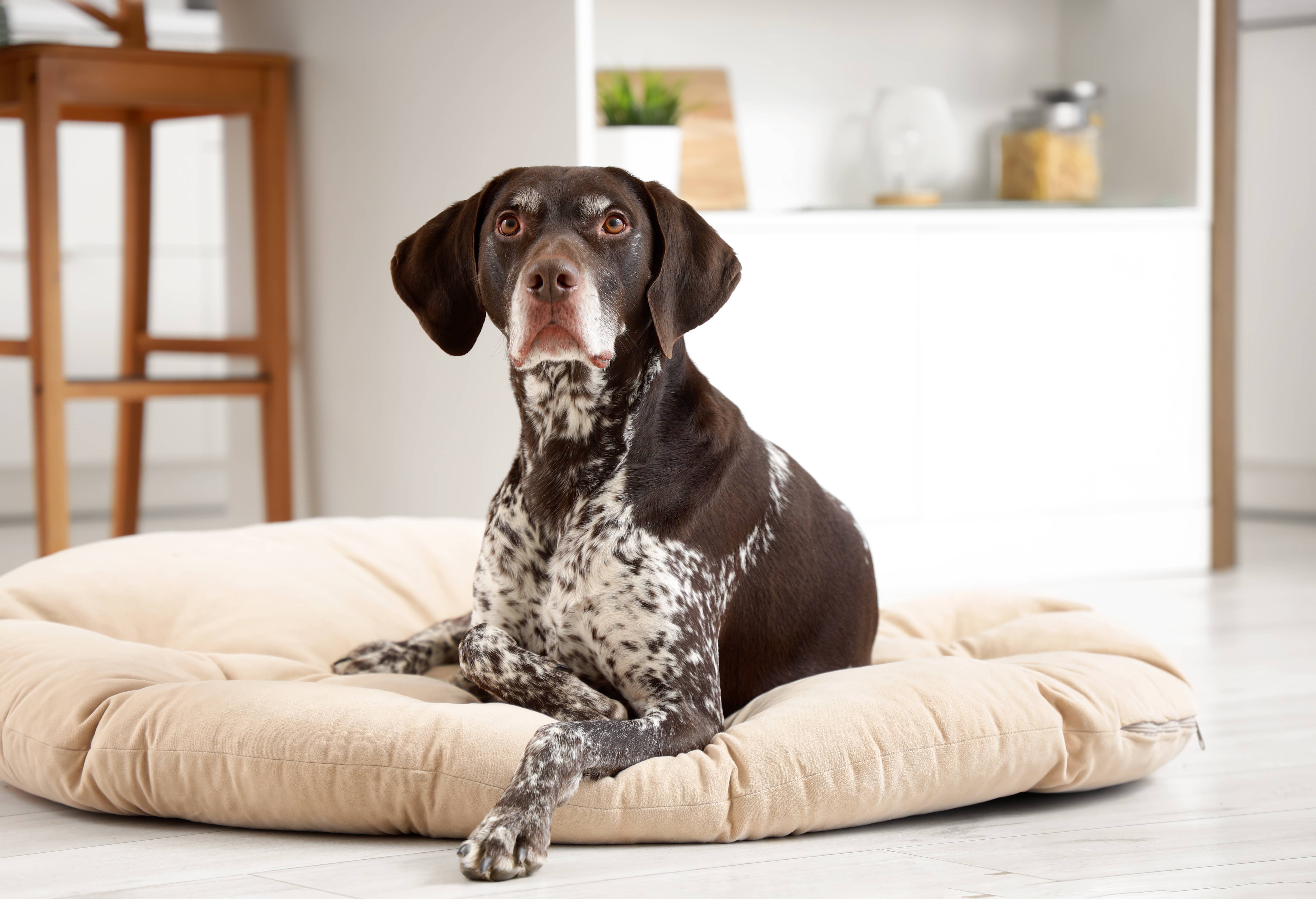 A brown dog with spots lying on a beige dog bed in a bright room.