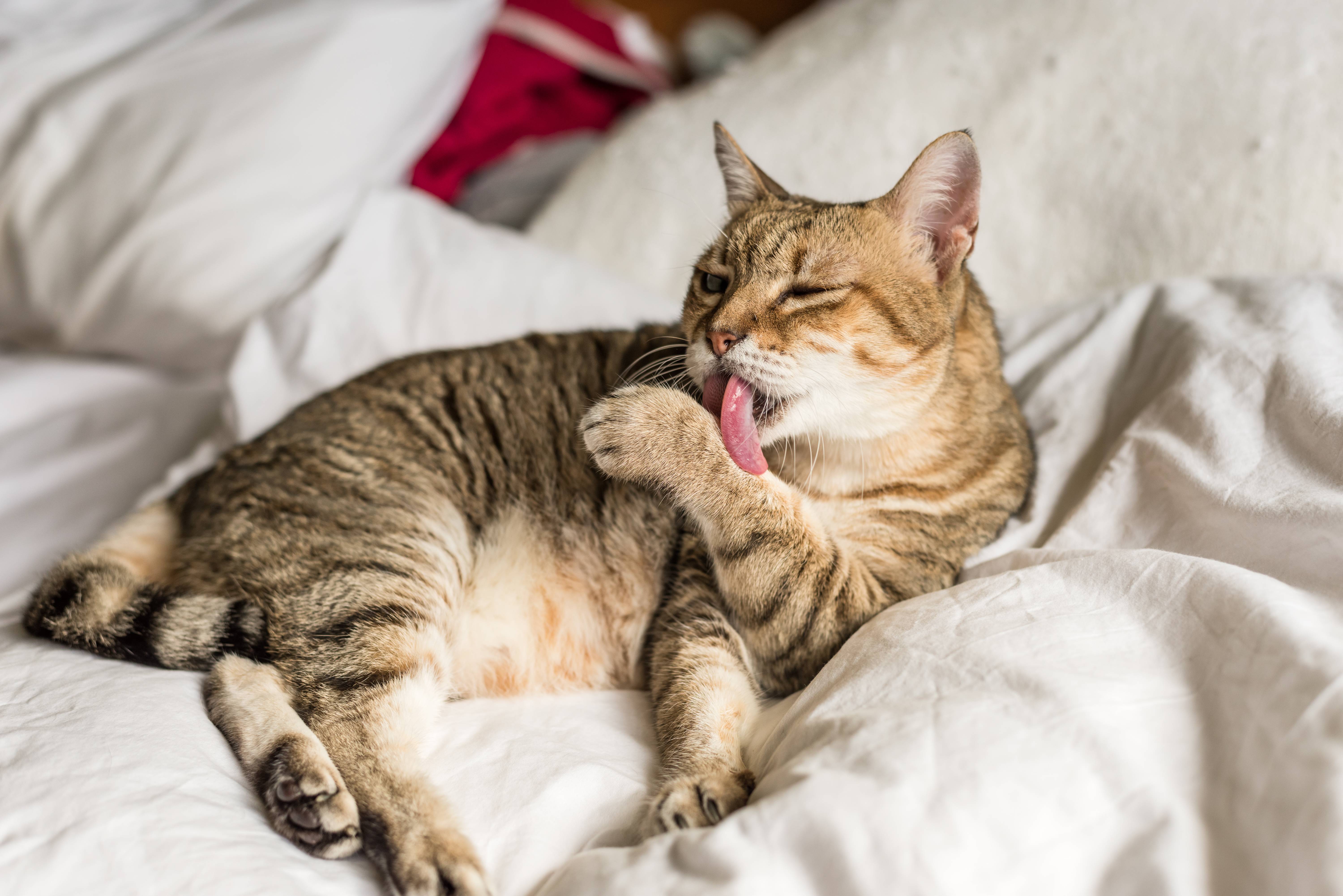Striped cat grooming itself on white bedsheets.