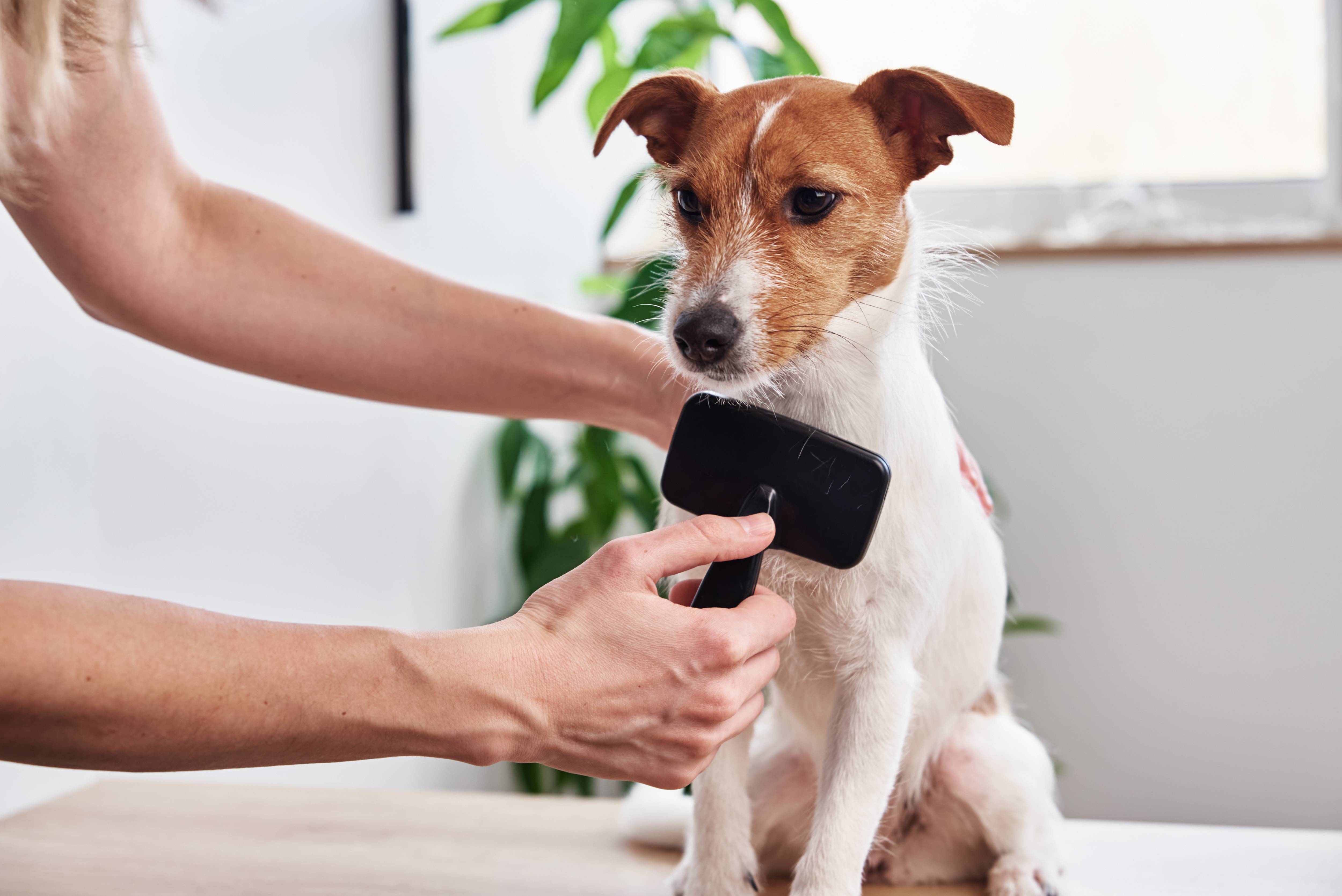 Woman brushing a dog sitting on a table, with a plant and window in the background.