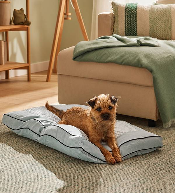 A small brown dog rests on a light blue dog bed in a living room.