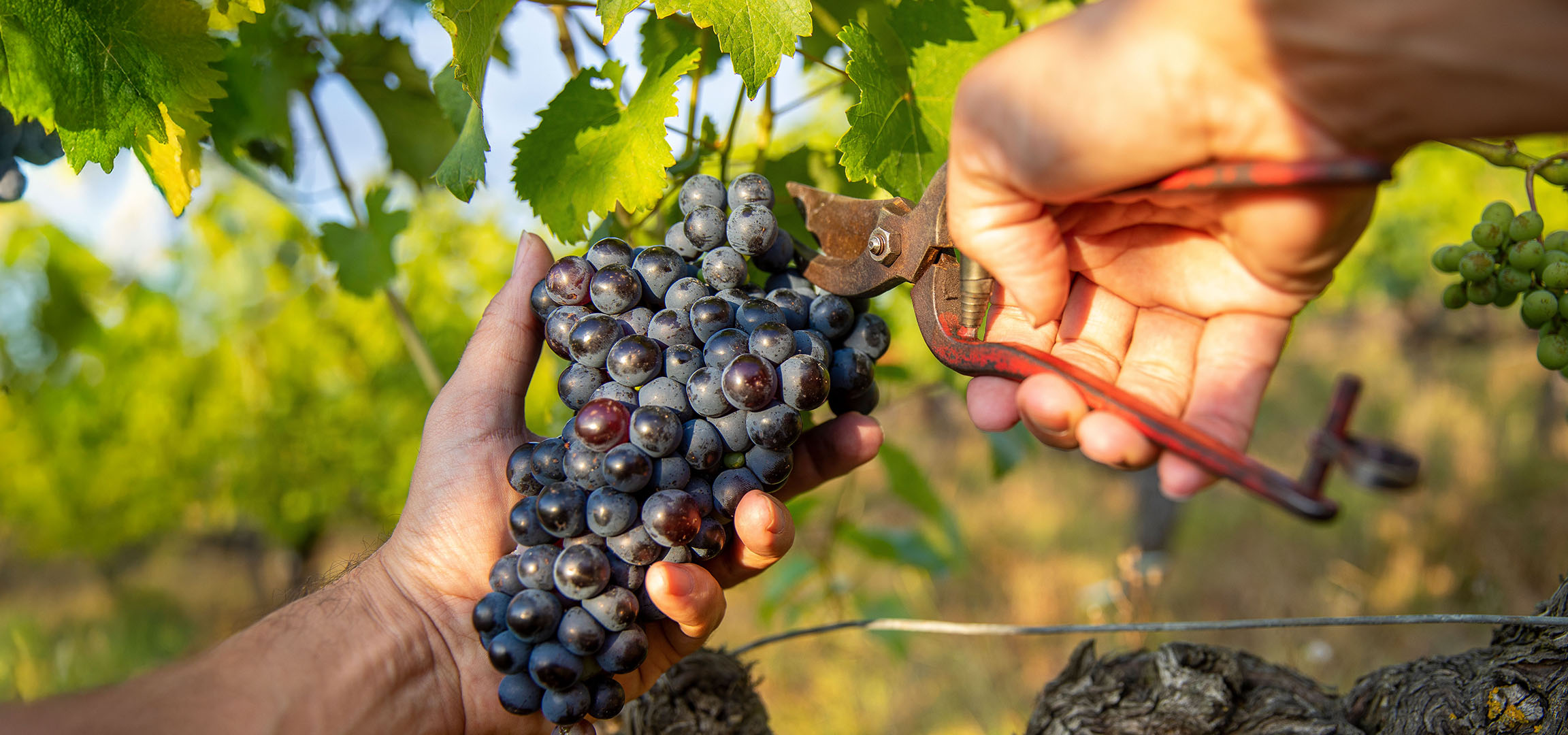 Hand harvesting bunches of red grapes in a sunny vineyard.