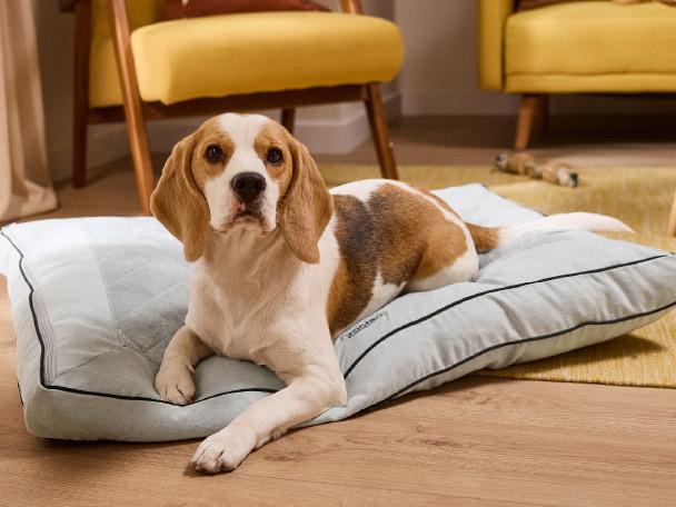 A beagle dog lying on a light blue pet cushion with black piping, in a living room.