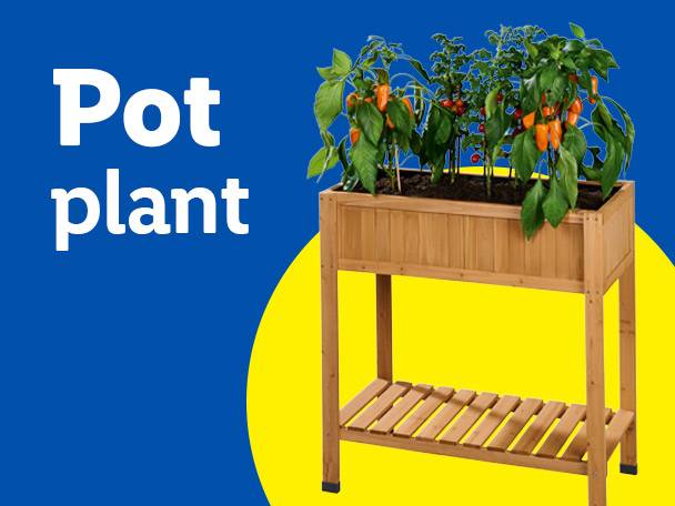 Pot plant in a wooden raised planter with text 'Pot plant' on a blue and yellow background.