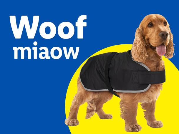 A cocker spaniel wearing a black dog coat, with text 'Woof miaow' on a blue and yellow background.