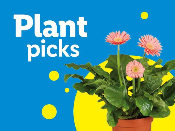 A potted plant with pink flowers and green leaves, with text 'Plant picks'.