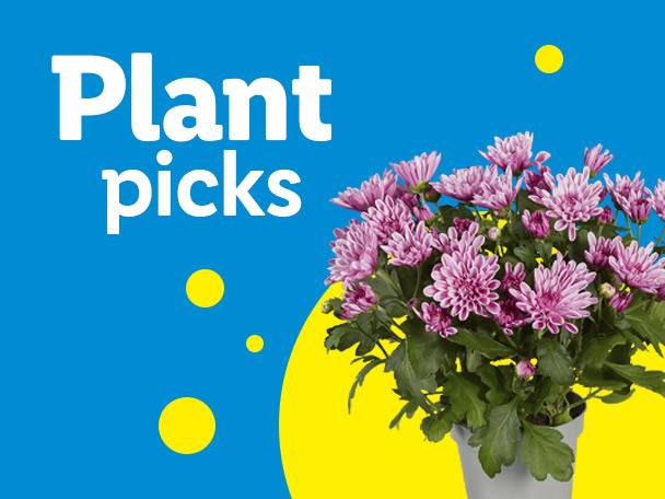 A potted plant with pink flowers on a blue and yellow background with text 'Plant picks'.