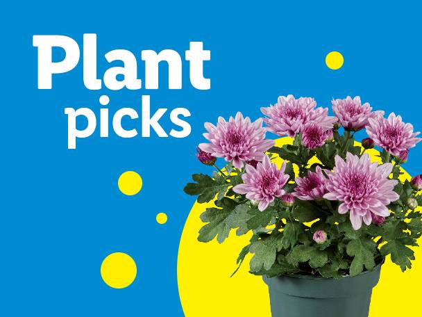 A potted plant with pink flowers and green leaves, with text that reads 'Plant picks'.