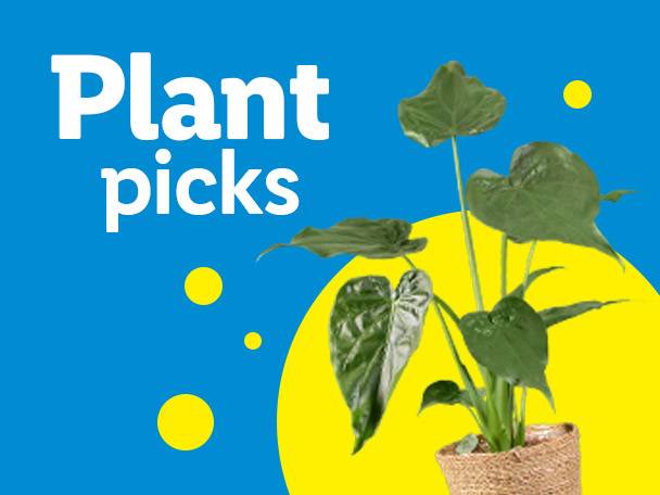 Plant picks: a potted green plant with large leaves on a blue and yellow background.