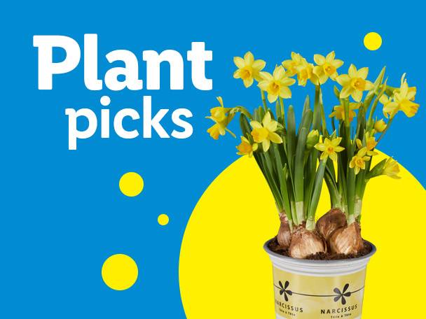 Potted daffodils with text 'Plant picks' on a blue and yellow background.