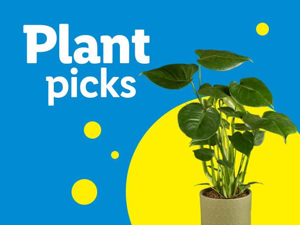Text 'Plant picks' on a blue background with a green potted plant and yellow circles.