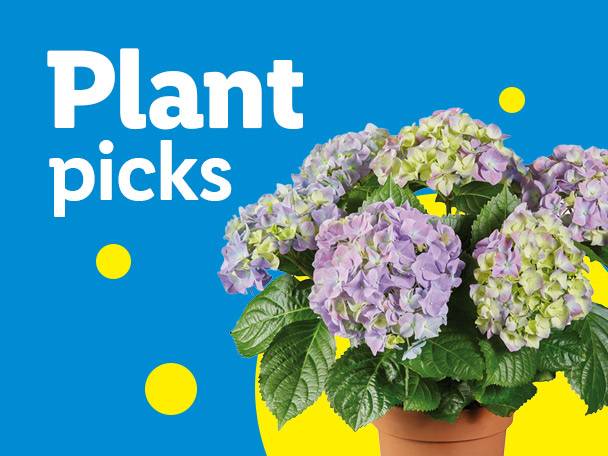 Purple and green hydrangeas in a pot with text 'Plant picks' on a blue background.