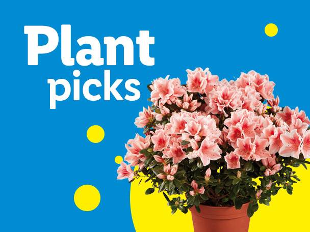 Pink azalea plant in a pot with text 'Plant picks' on a blue and yellow background.