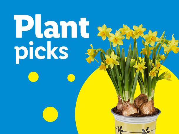 Potted daffodils with visible bulbs, on a blue and yellow background with text 'Plant picks'.