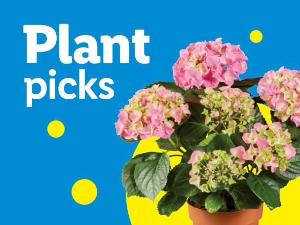Pink hydrangeas in a pot with text 'Plant picks' on a blue and yellow background.